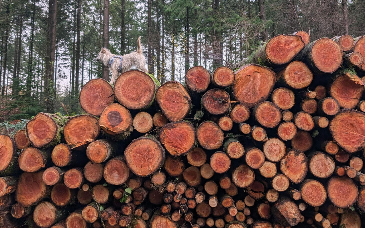 Tom Raffield Winter 2024 Team Diary