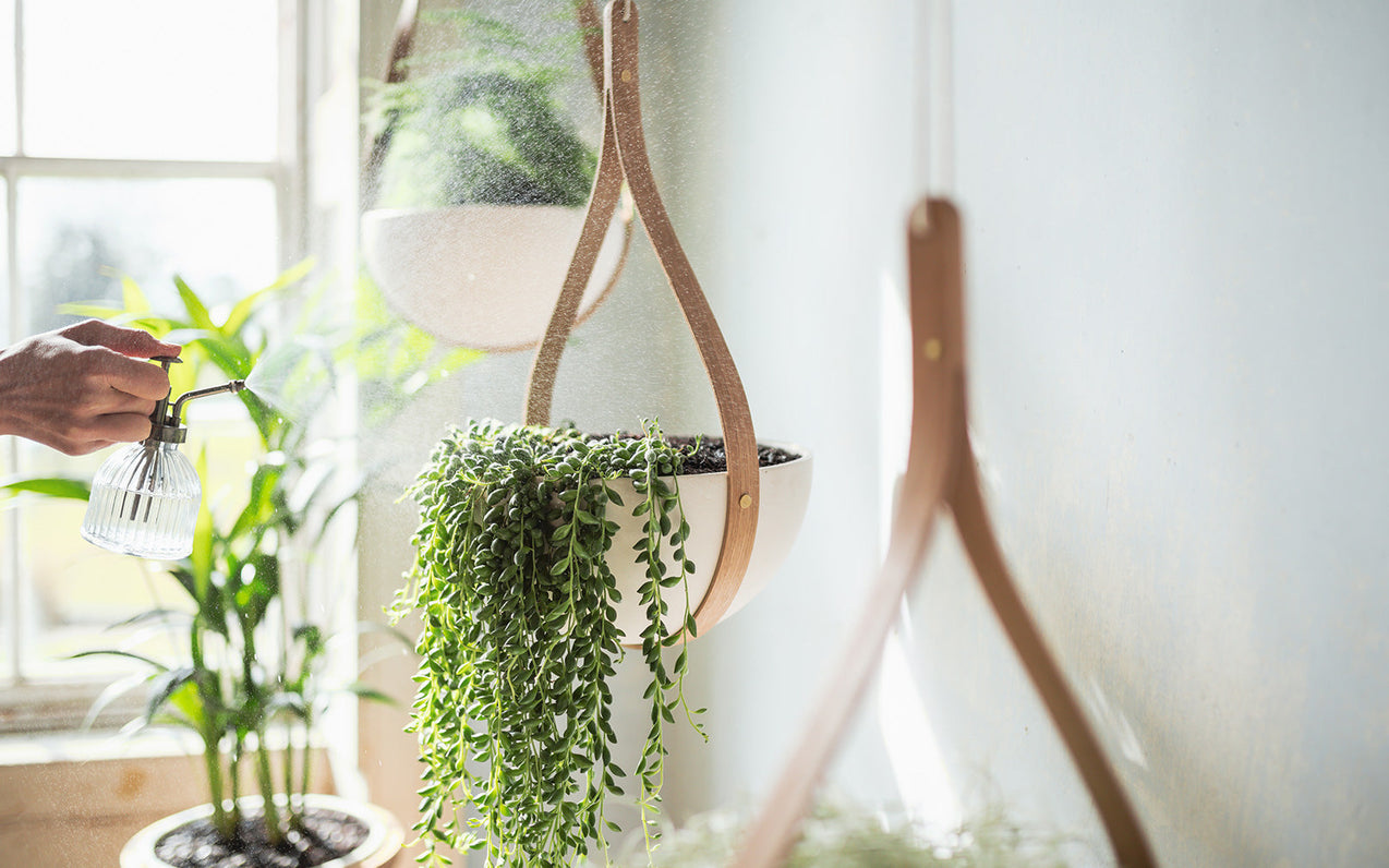 Spring Greens Plant Care Guide