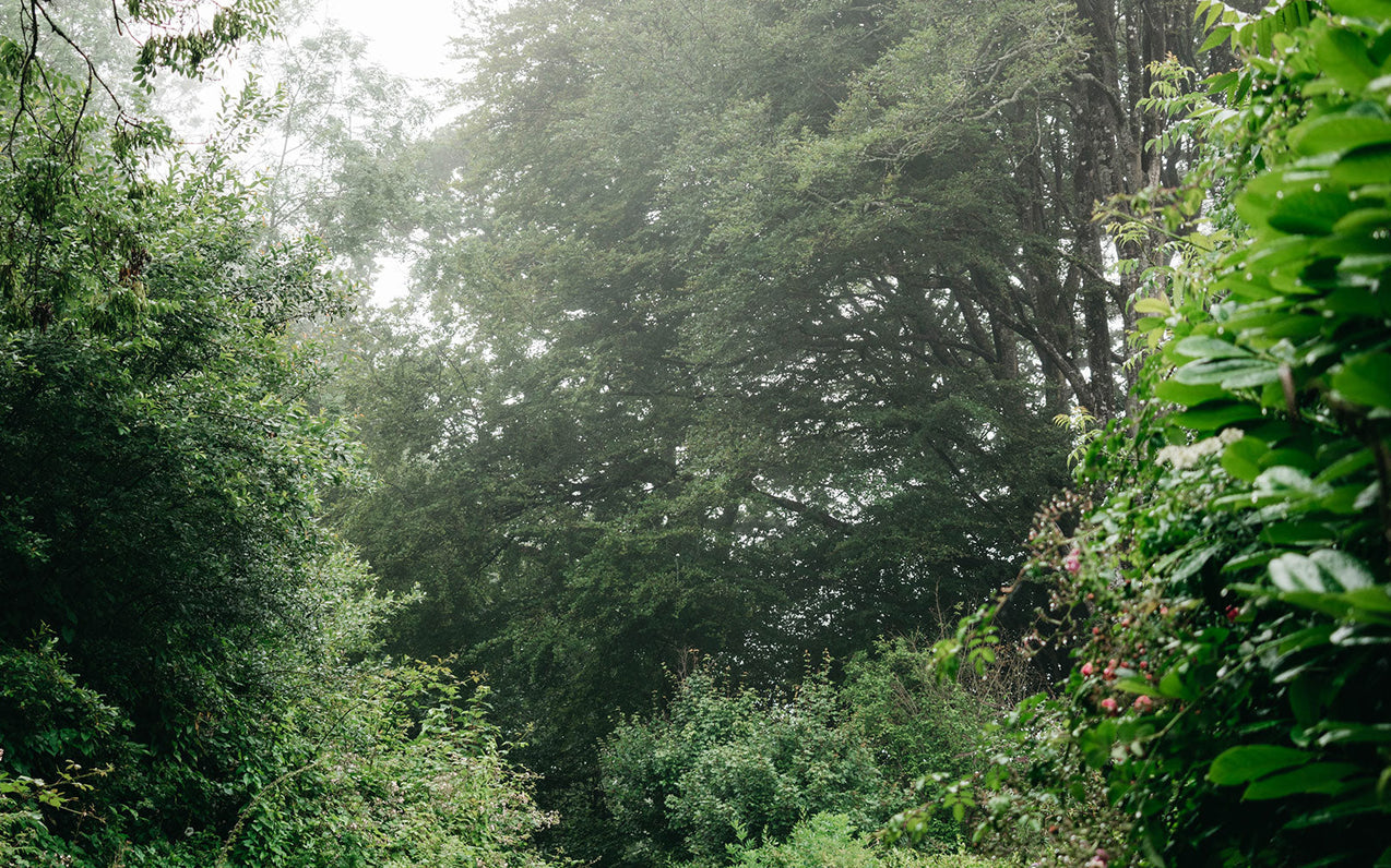 Celebrating Earth Day