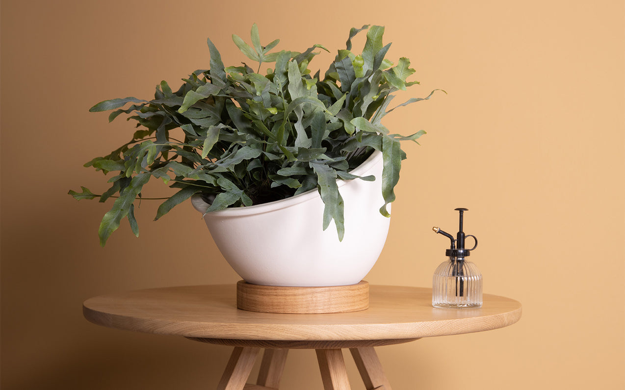 Tom Raffield’s Growing Green Range