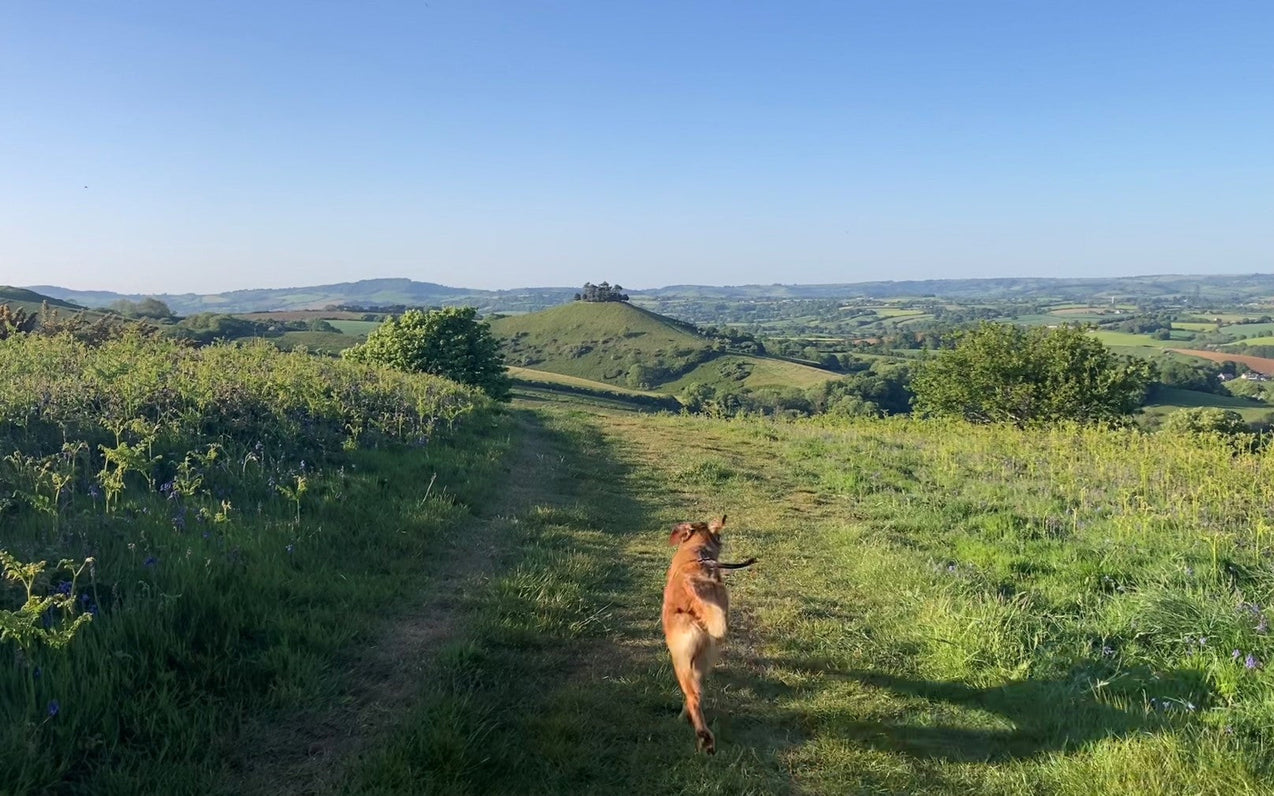 Summer 2025 Team Diary