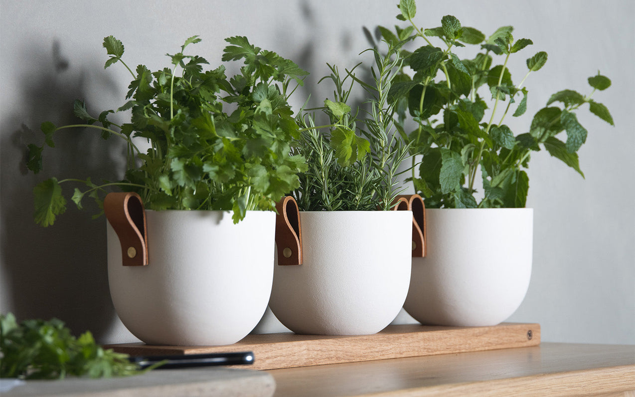 How To: Grow Fresh Herbs on Your Windowsill All Year Round