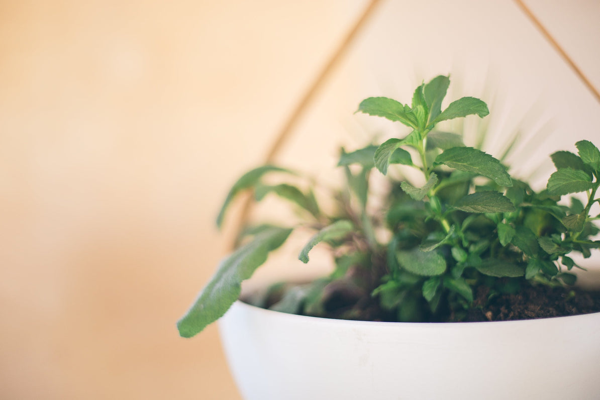Tom Raffield x Raymond Blanc at Chelsea Flower Show 2019