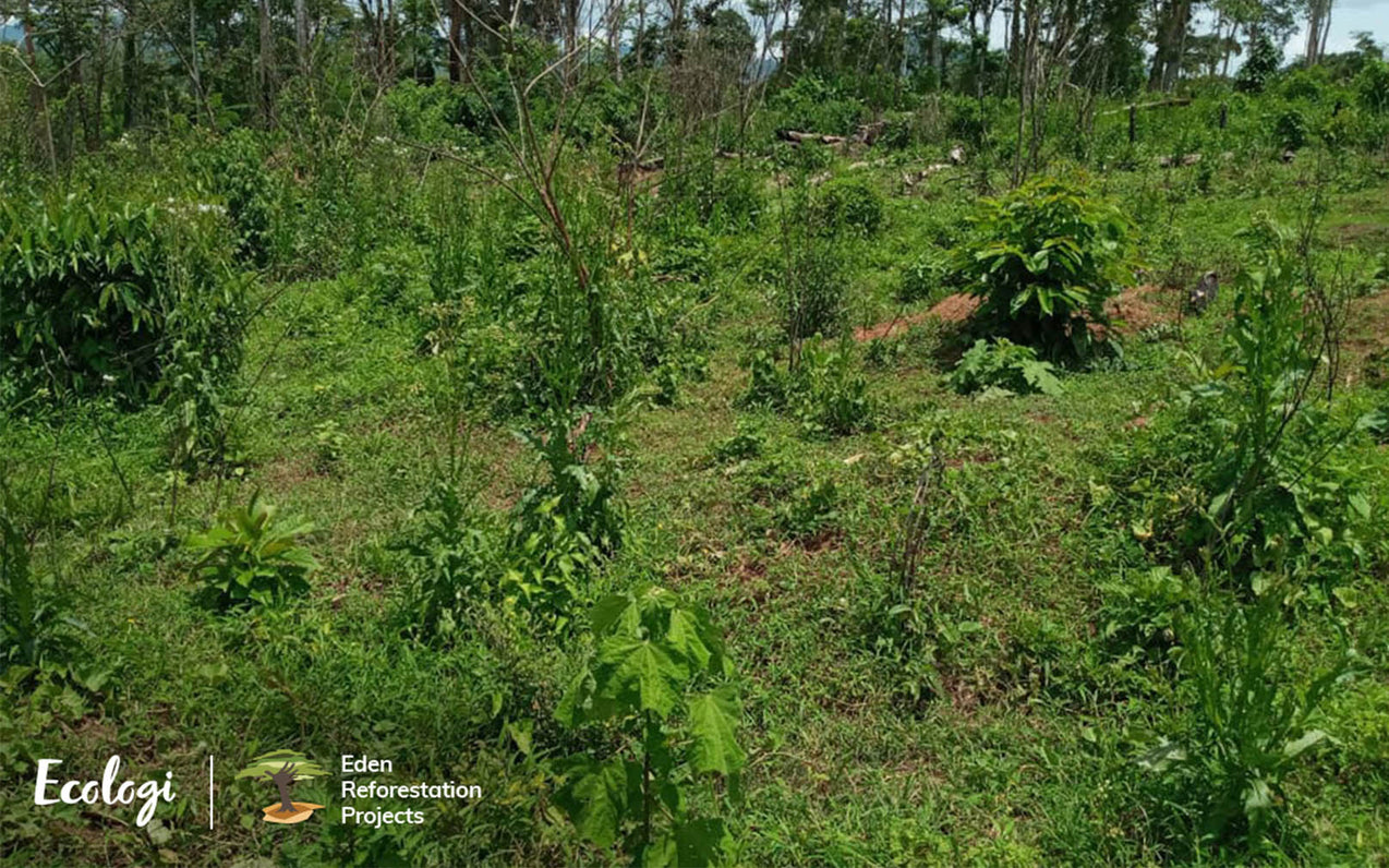 Ecologi: Two Years On