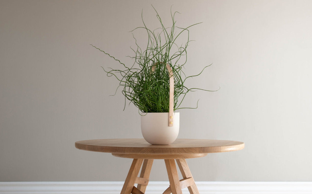 A guide to: summer plant care