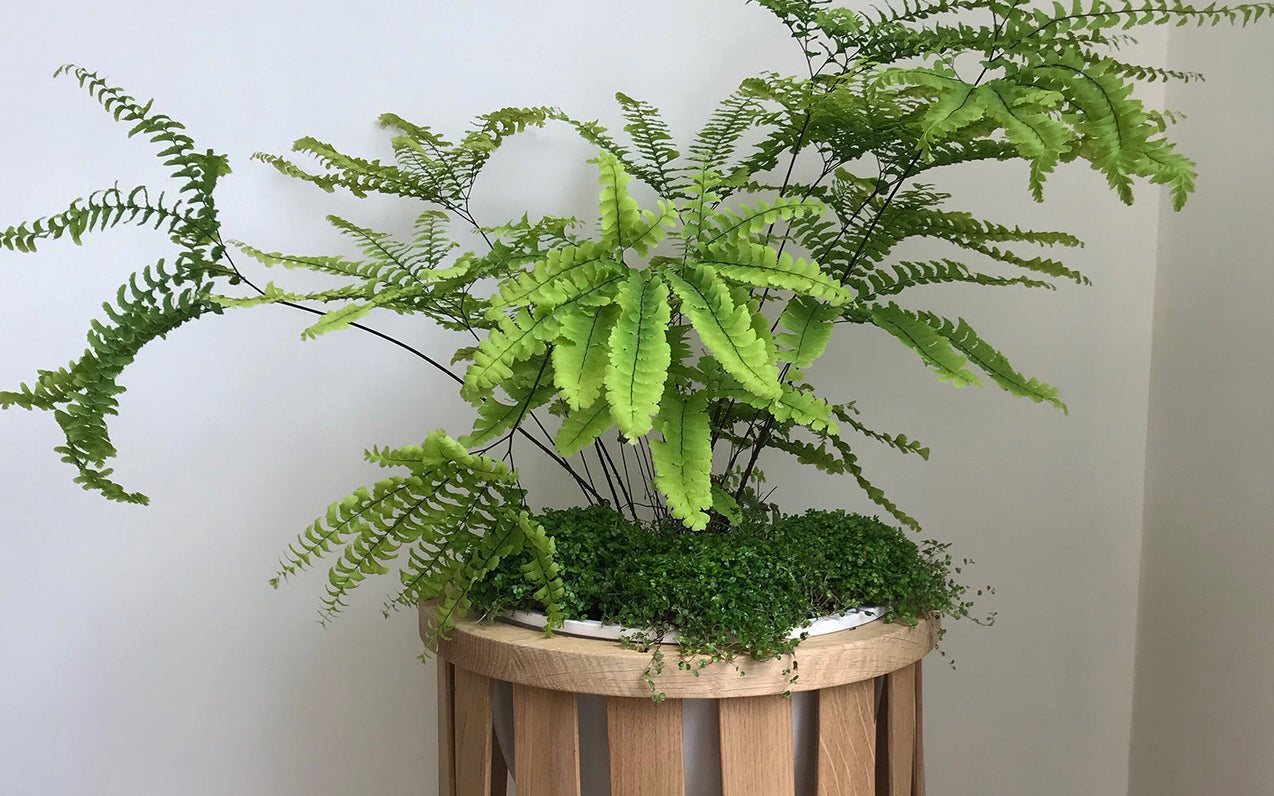 Green Range Planting Tips with Sheila Jack