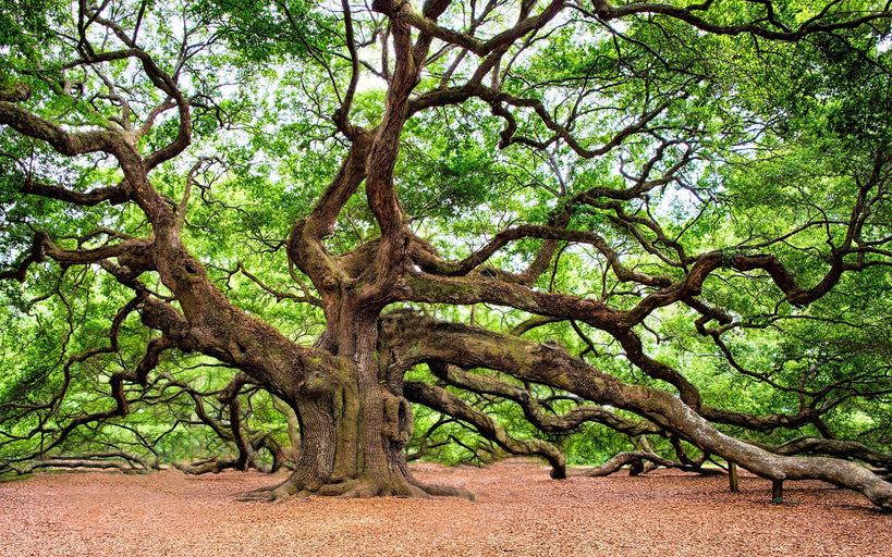 Ten with Tom: The Tree Council