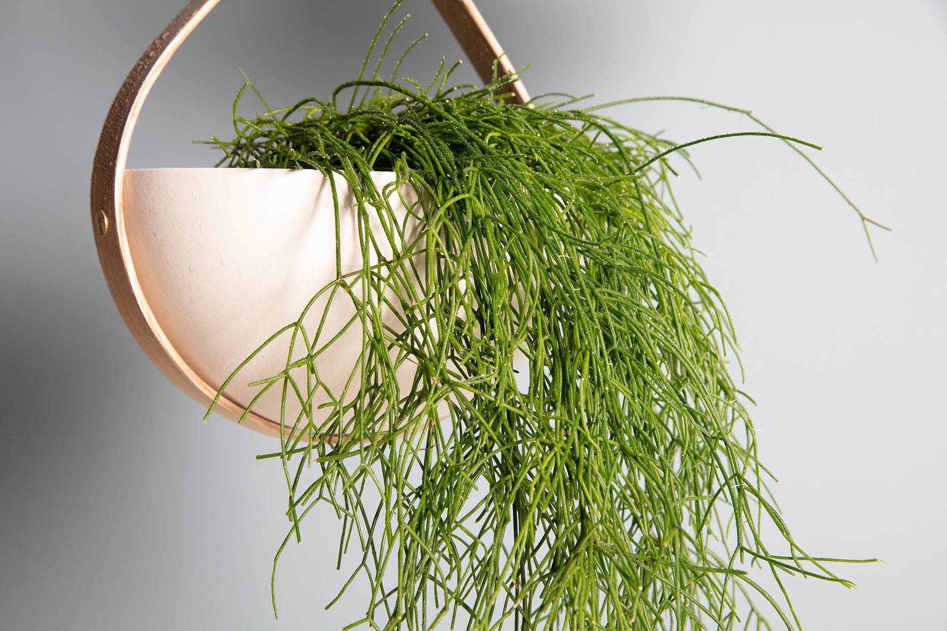 SECONDS - Morvah Small Ceiling Hanging Planter